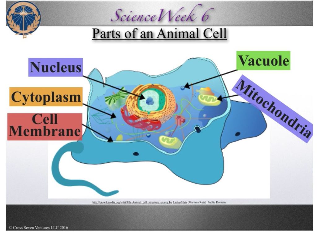 Complimentary Product Received ~ Cross Seven Ventures Musical Memory Tool is a classical learning resource that makes memorization easy. #hsreviews #crossseven #claritas #memorywork